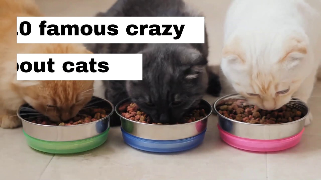 10 famous crazy about cats