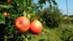 Meet the Three New Apples Cornell University Released This Year