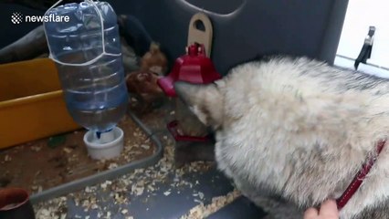 Alaskan malamute is obsessed with her new chicks