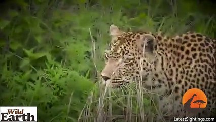 Leopard ,Stalks and, Kills an ,Abandonded, Impala Lamb