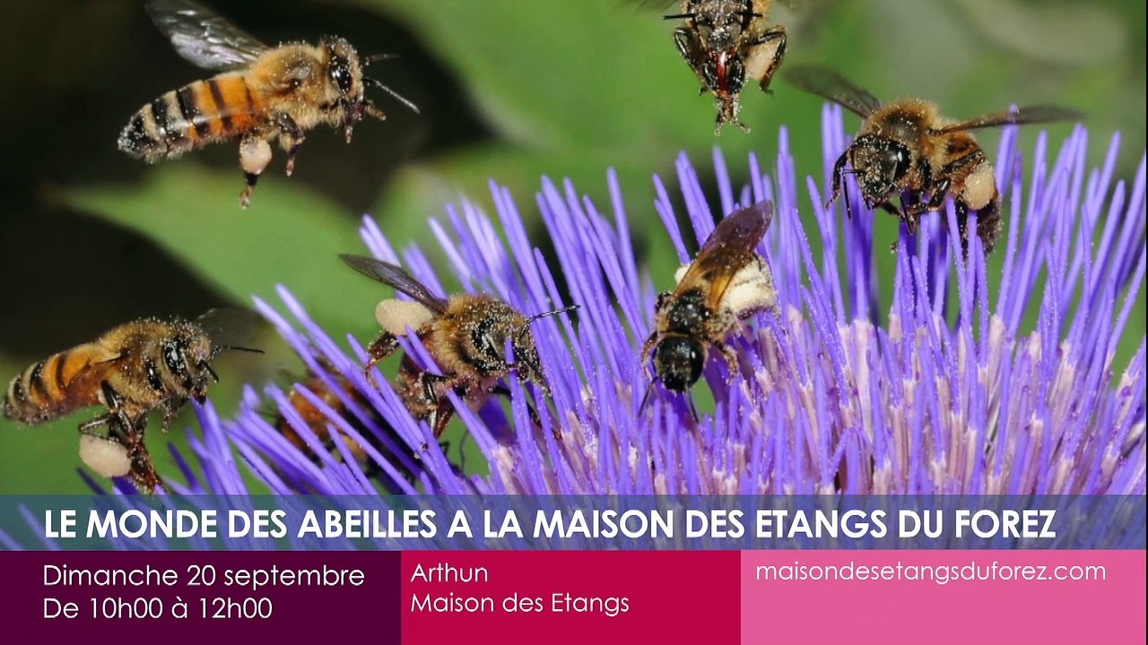 Toutes vos sorties dans la Loire !