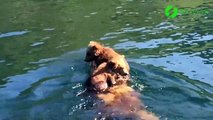 Ces 2 oursons sont posés tranquillement sur le dos de maman qui nage