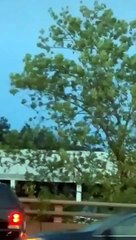 UFO Spotted in New Jersey? Blimp or Alien? 👽