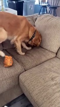 Ce chien qui a fait une bêtise tente de disparaitre sous les coussins