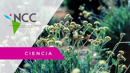 En Mé­xi­co es­tu­dian al gua­yu­le, una plan­ta con po­ten­cial an­ti­can­ce­rí­geno