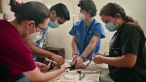 El laborioso trasplante de plumas para que vuele un gavilán en El Salvador