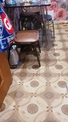 Determined Cat Walks the Dog