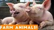 The Funniest Farm Animals Home Video Bloopers of 2018 Weekly Compilation _ Funny Pet Videos