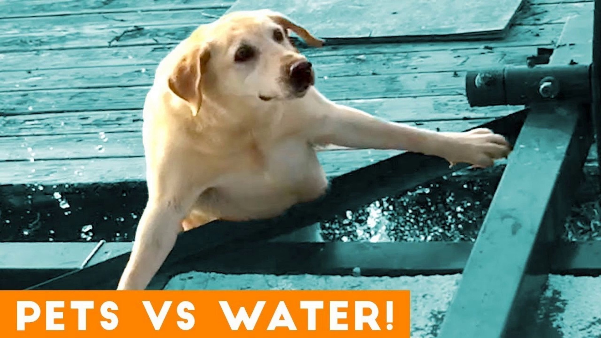 ⁣Funniest Pets Playing with Water Compilation of 2018 _ Funny Pet Videos
