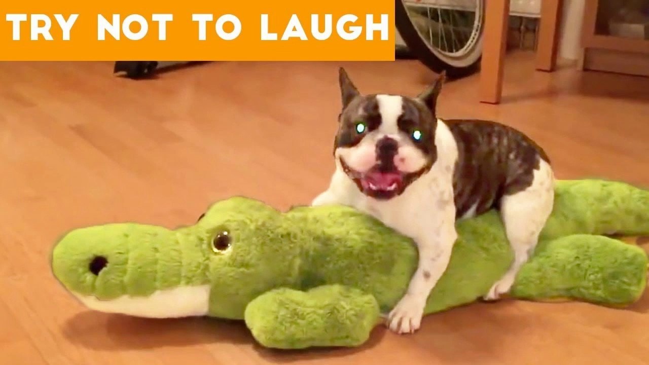 Cute Funny Dogs & Cat Videos Animals Compilation _ Funny Pet Videos June 2018
