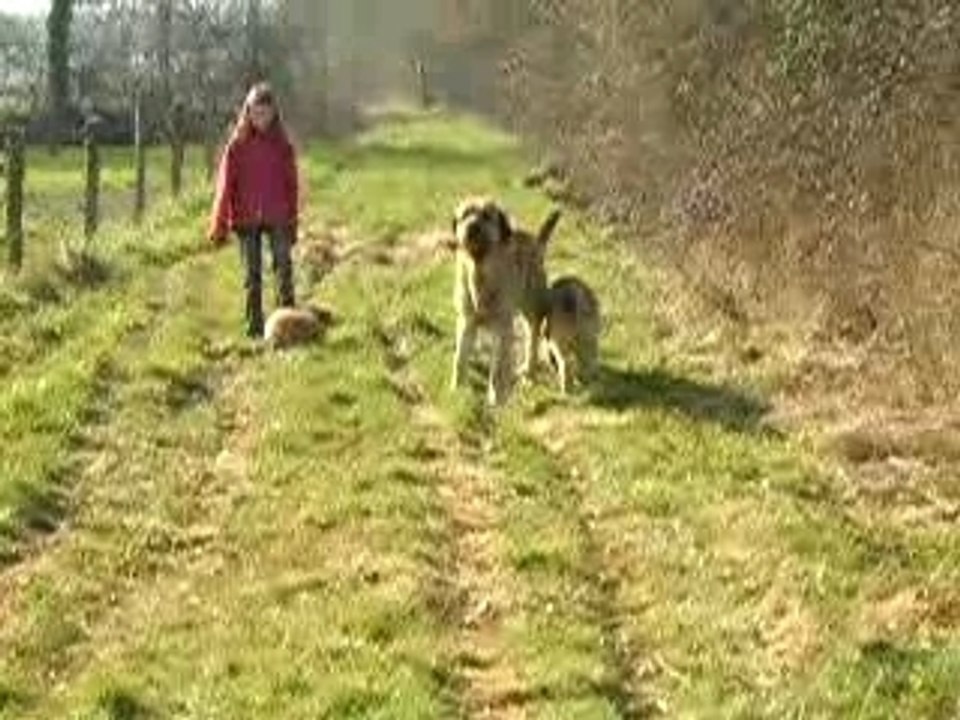 promenade avec les chiens 2