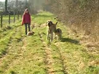 promenade avec les chiens 2