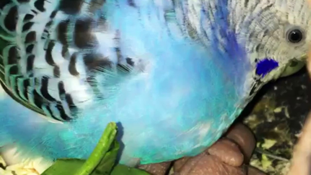 My Lovely Budgies Feeding with Chicks