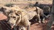 10 lions rescued from a squalid South African farm
