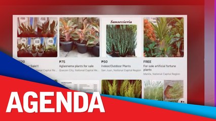 Traders urged to be more conscious of plant choices— DENR