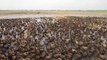10.000 patos limpian de plagas los arrozales de Tailandia