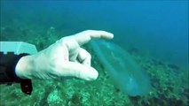 Hayalet balık Salpidae. Şeffaf yapıya sahip olan bu hayalet balığı görüntüleyen dalgıç Raniero Borg, 40 yıllık dalış hayatında ilk kez böyle bir canlıyla karşılaştığını belirtiyor.