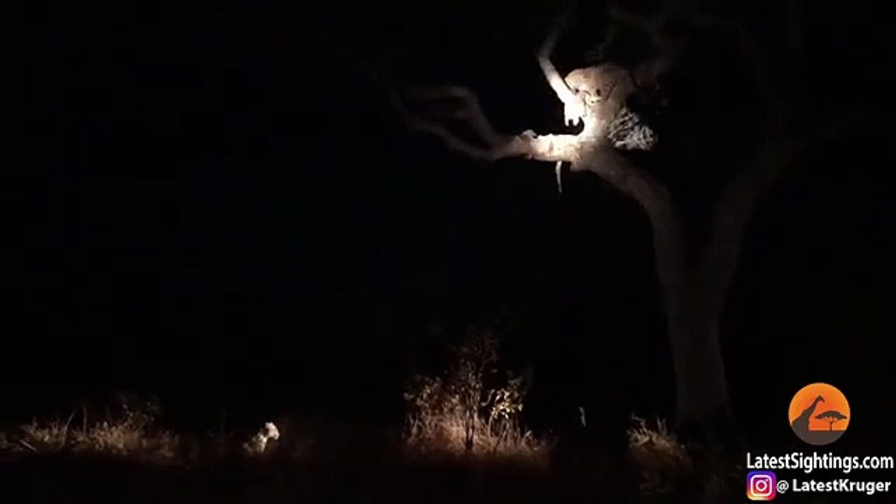 Leopard vs Leopard, vs Hyenas ,Over Food