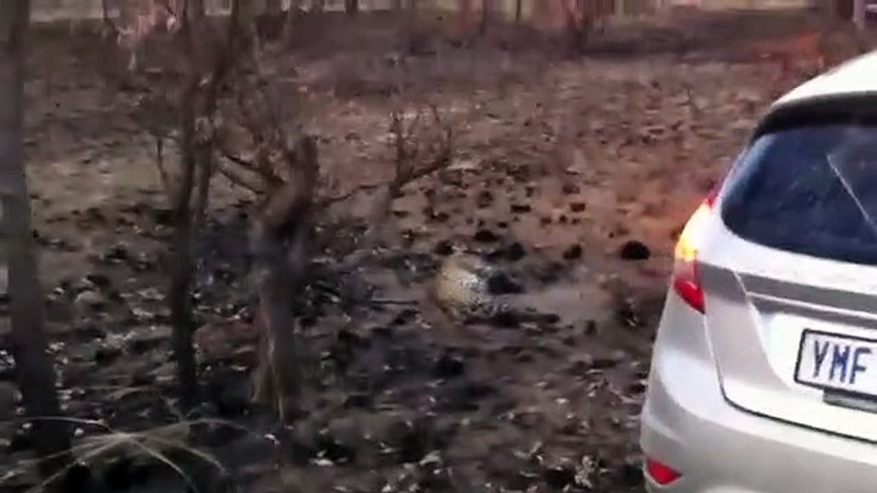 Leopard with a ,Warthog Kill ,- 2 July 2020,- Latest Sightings