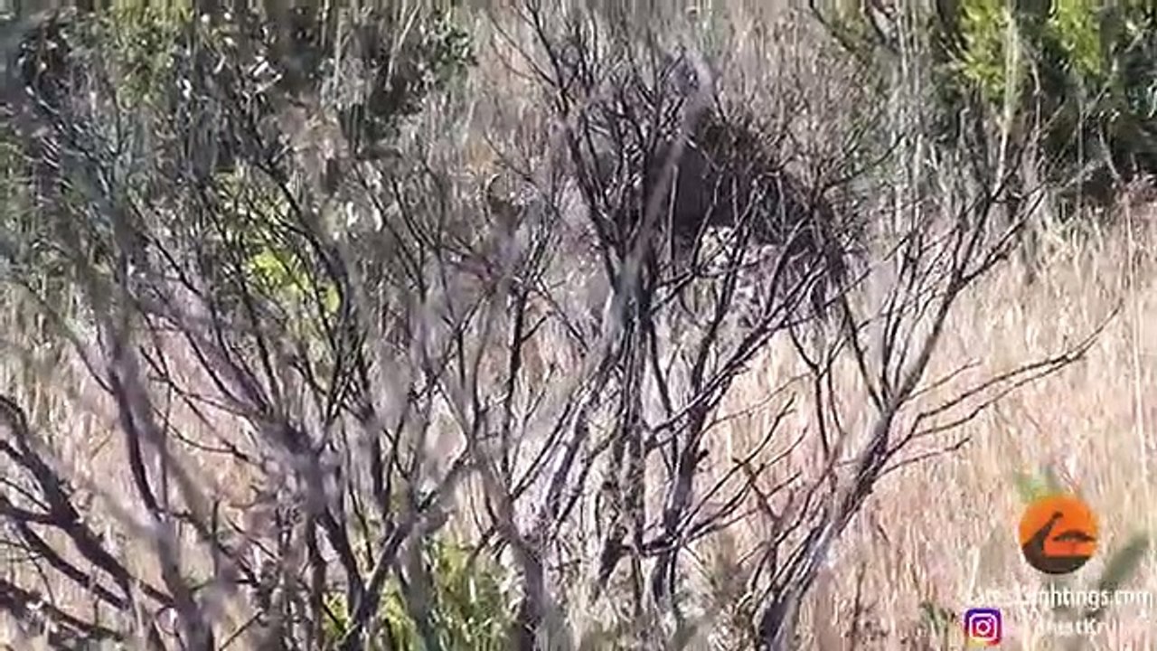 Leopards Fight, Over Warthog, While it Escapes