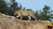 Leopards Mating ,- Latest Wildlife ,Sightings