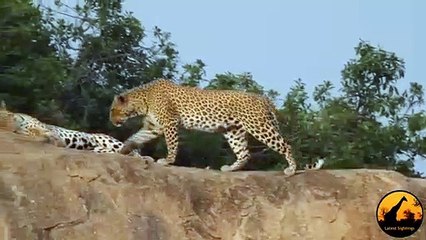 Leopards Mating ,- Latest Wildlife ,Sightings