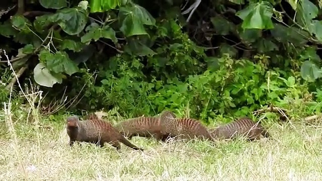 Lion Big Battle, In The Desert, Mongoose and the, unexpected , Most Amazing, Big Cats Attack, of Animals