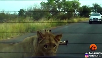 Lion Bites, Tire Causing, it to Explode