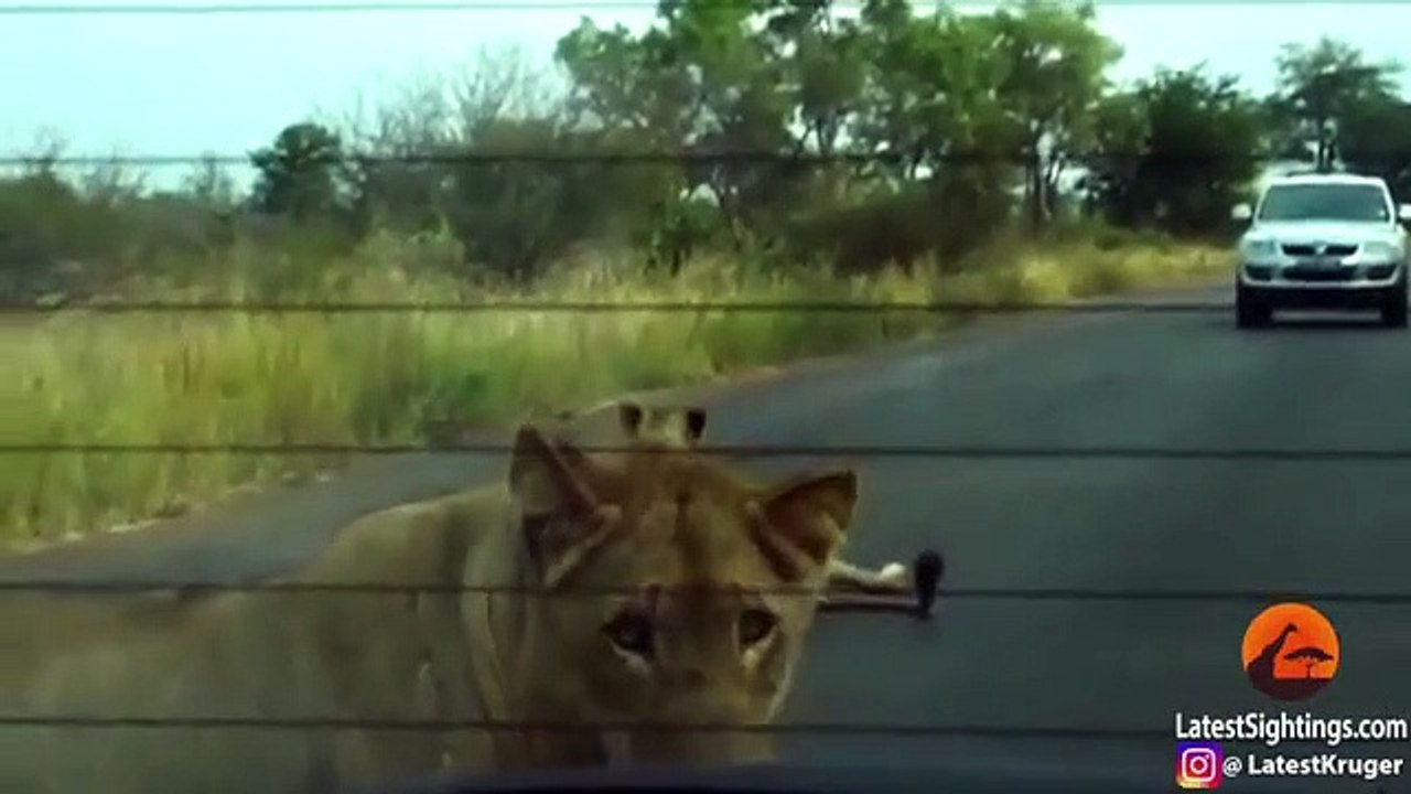 Lion Bites, Tire Causing, it to Explode