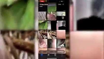 Ormanda telefonunu kaybeden kişinin telefonundan maymunların çektiği fotoğraf ve videolar çıktı