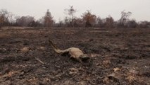 Fires ravaging world’s largest wetland and large parts of the Amazon rainforest in Brazil