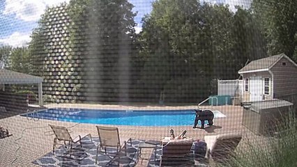 Réveil surprise au bord de sa piscine