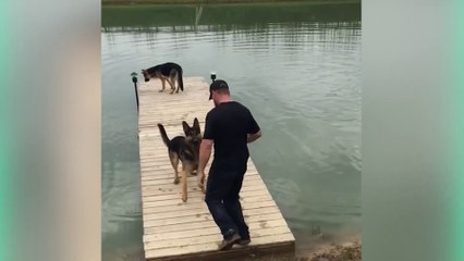 Funny Dogs Water Fails Compilation 2020  try not to laugh - dogs fails - dog compilation