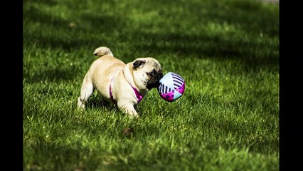 English Synonyms and Antonyms, Section 35: Idea to Imagination