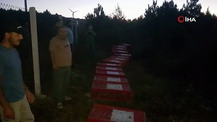 Bursa'da tabiata bin sülün salındı