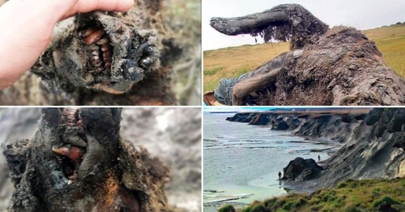 Découverte en Sibérie d'une momie d'ours des cavernes datant de plusieurs milliers d'années, une grande première