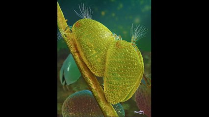 O esperma mais antigo do mundo