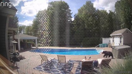 Visite surprise au bord d'une piscine