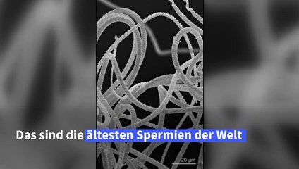 Ältestes Sperma der Welt entdeckt