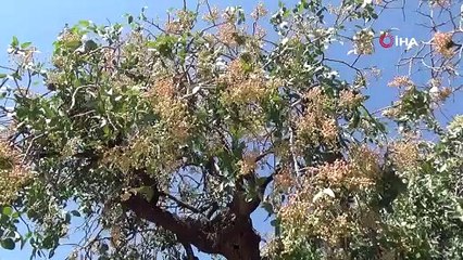 Siirt’te bıttım fiyatları altınla yarışıyor