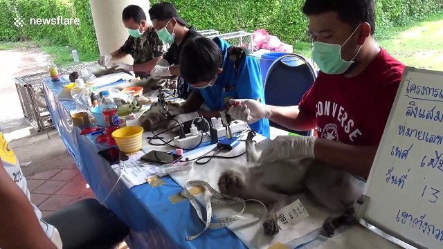 Hundreds of wild monkeys sterilised after raiding homes in southern Thailand