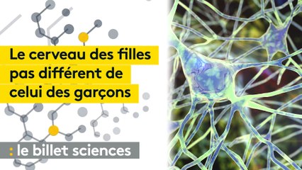 Les femelles n'ont pas le monopole de l'instinct maternel, d'après les travaux d'une neurobiologiste française