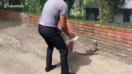 Man removes plastic container stuck on monitor lizard's head in northern India