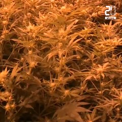 Bientôt une filière de cannabis médical « made in France » ?