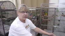 Best Cage Size for Senegal Parrots