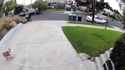 Amazing Tackle to Take Down Bulldog Escapee