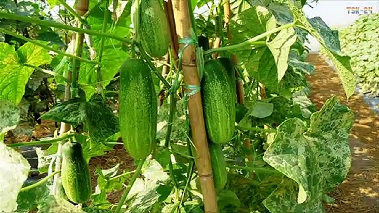 WOW! Amazing New Agriculture Technology - Cucumbers
