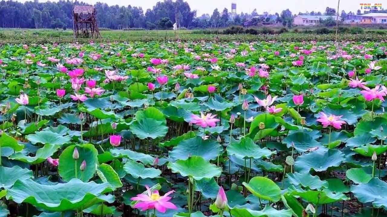 The Most Beautiful Lotus in the World