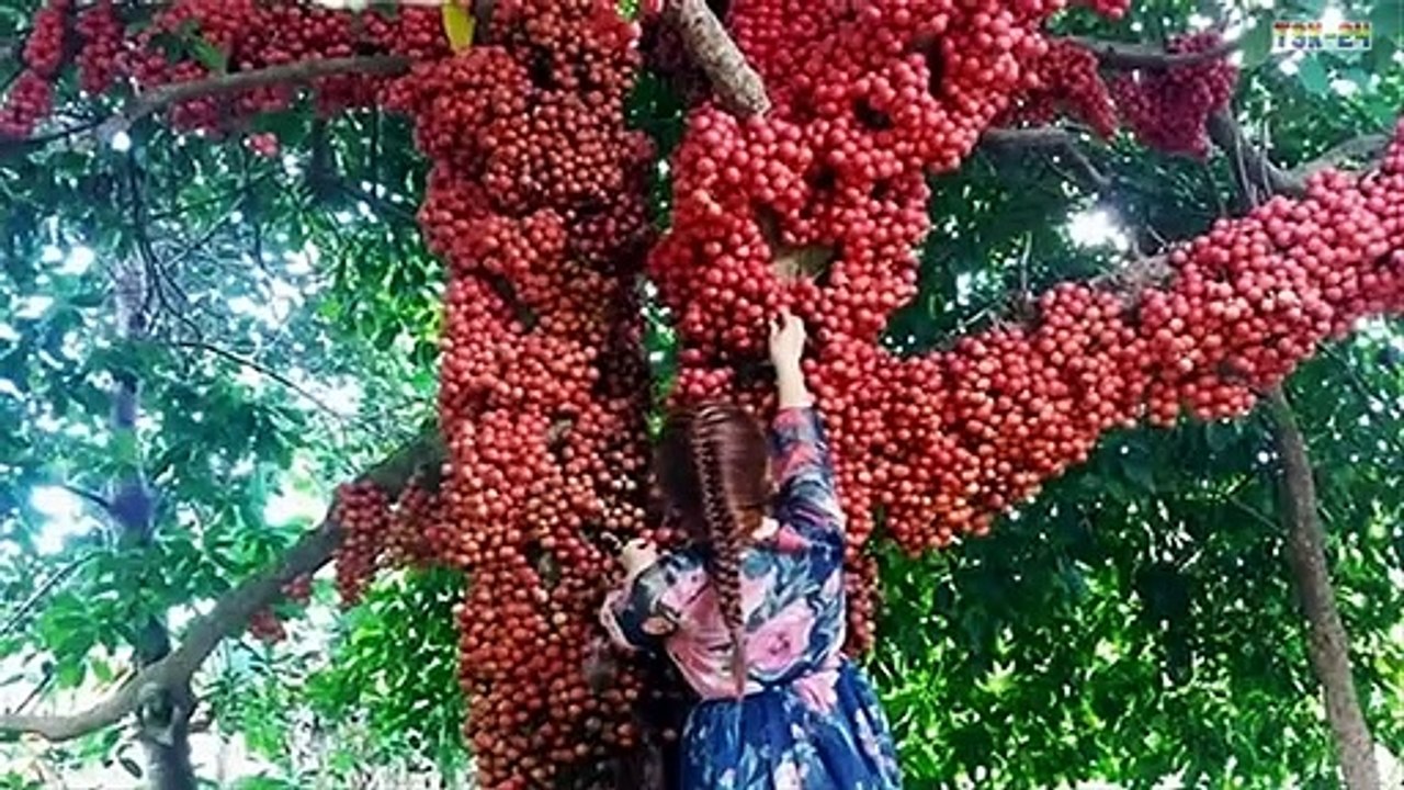 WOW! Amazing Agriculture Technology - Bon Bon fruit