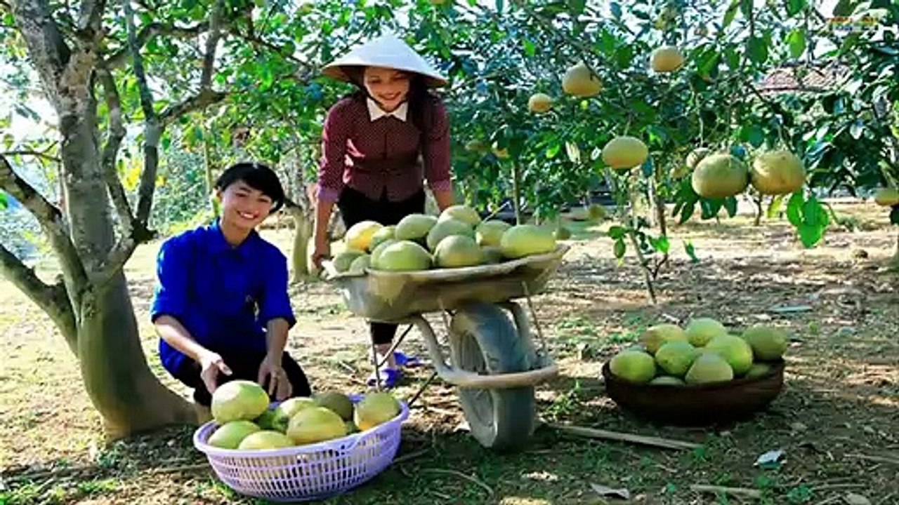 WOW! Amazing Agriculture Technology - Grapefruit